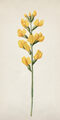 Image Not Available